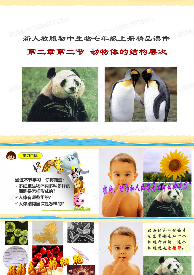 动物体的结构层次