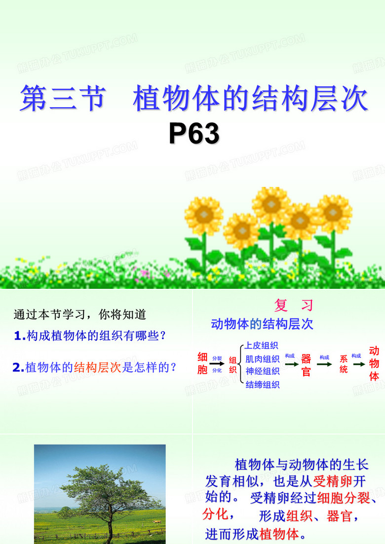 植物体的结构层次