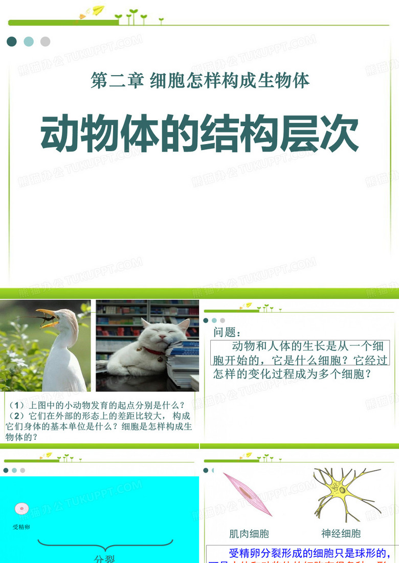 动物体的结构层次 
