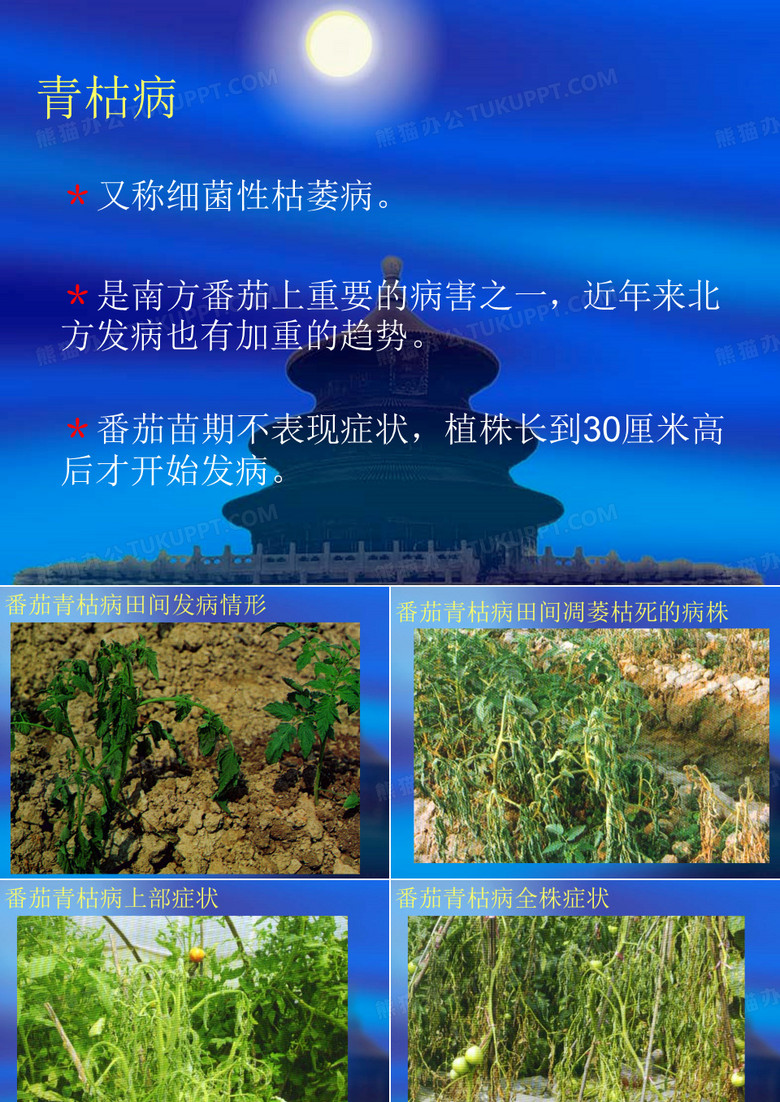 番茄青枯病