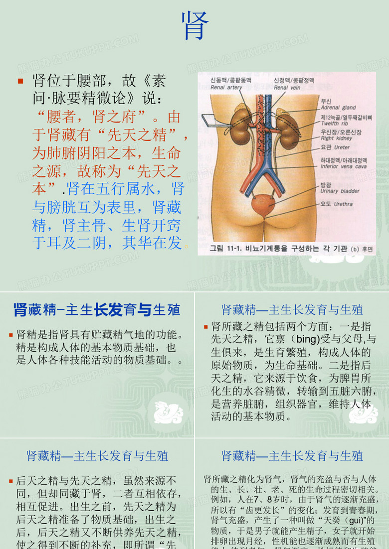 肾的作用