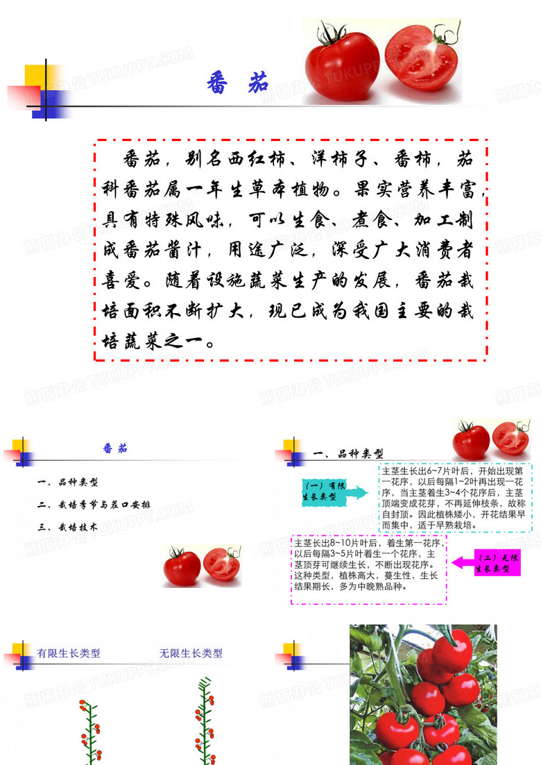 番茄ppt