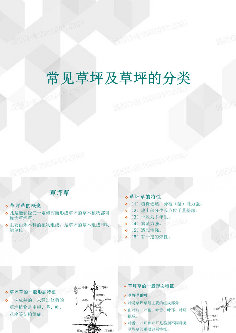 常见草坪及草坪的分类