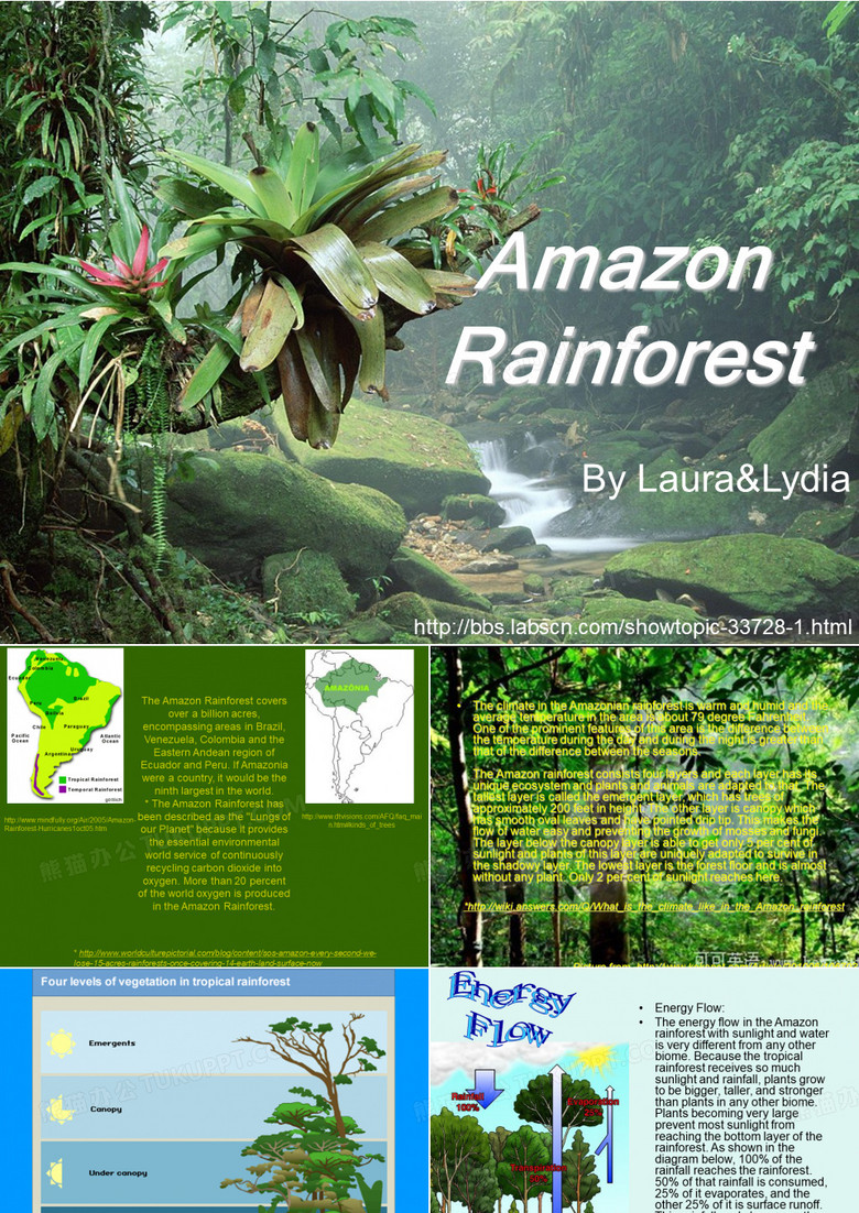amazon rainforest 亚马逊丛林
