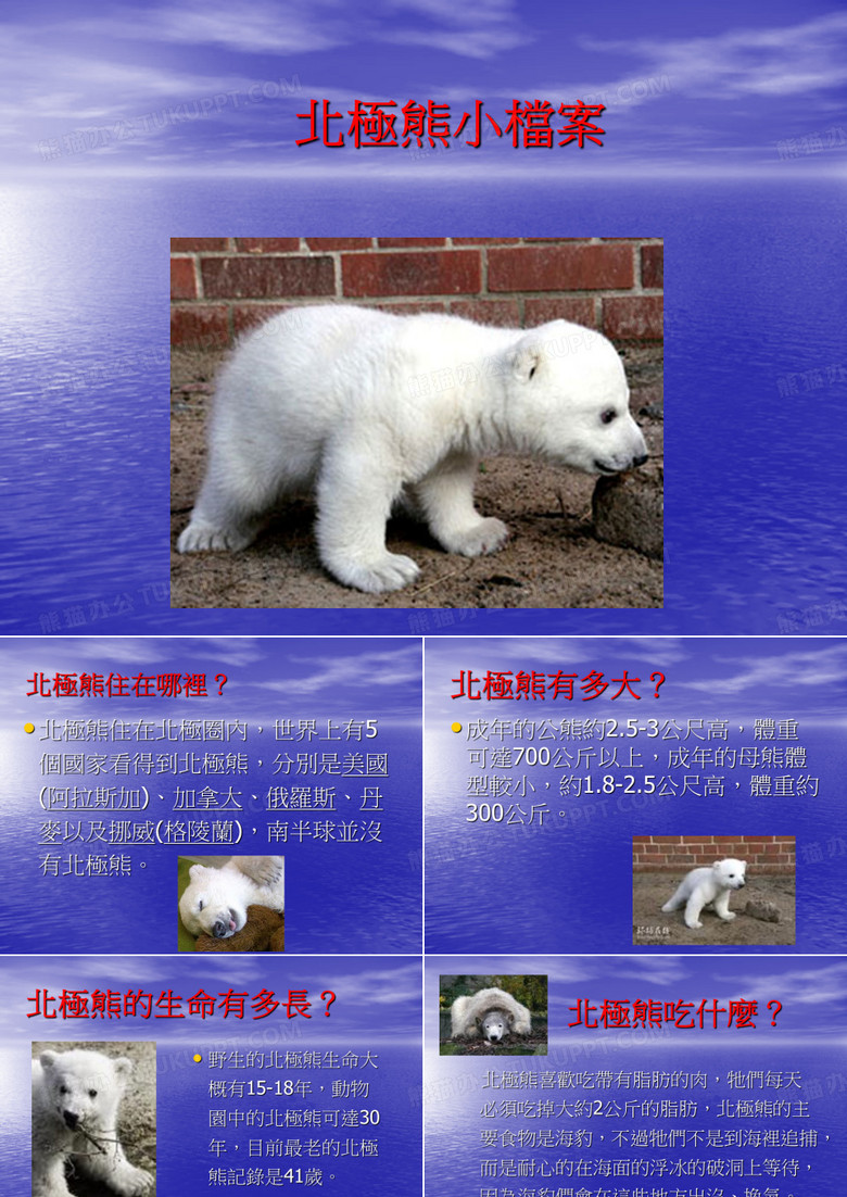 北极熊小档案