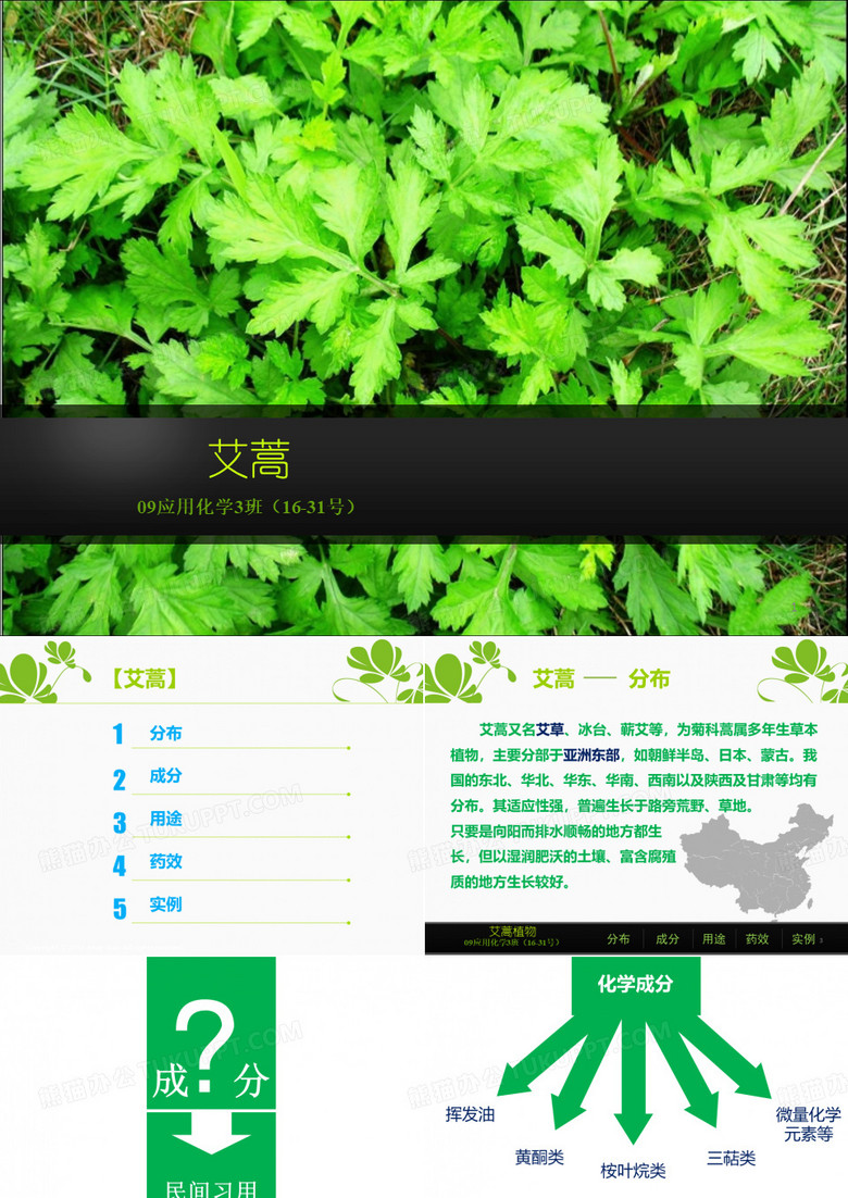 艾草的简单介绍ppt课件