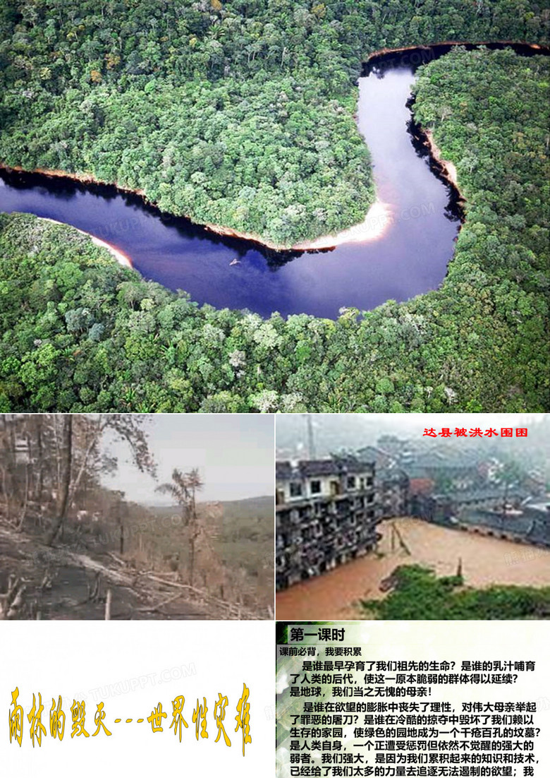 雨林的毁灭---世界性灾难