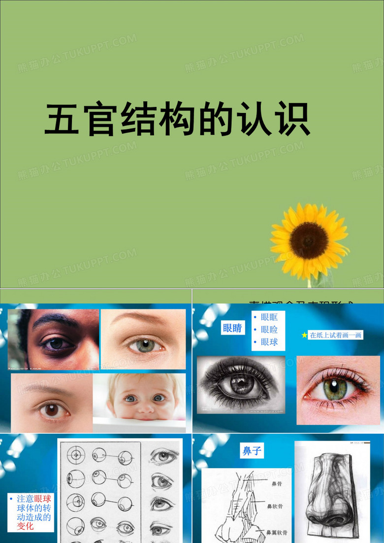 五官结构