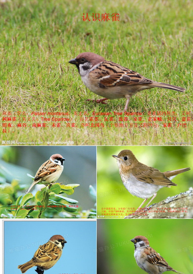 麻雀的介绍