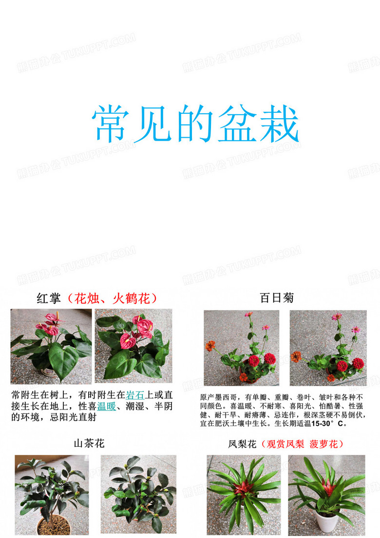 常见盆栽