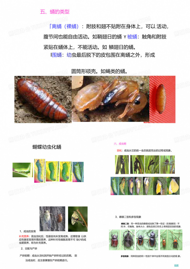 园艺植物保护学--园艺昆虫的分类