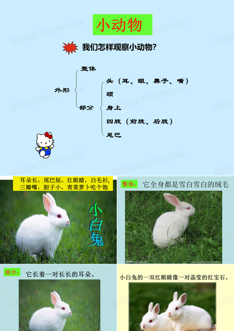 作文：小白兔
