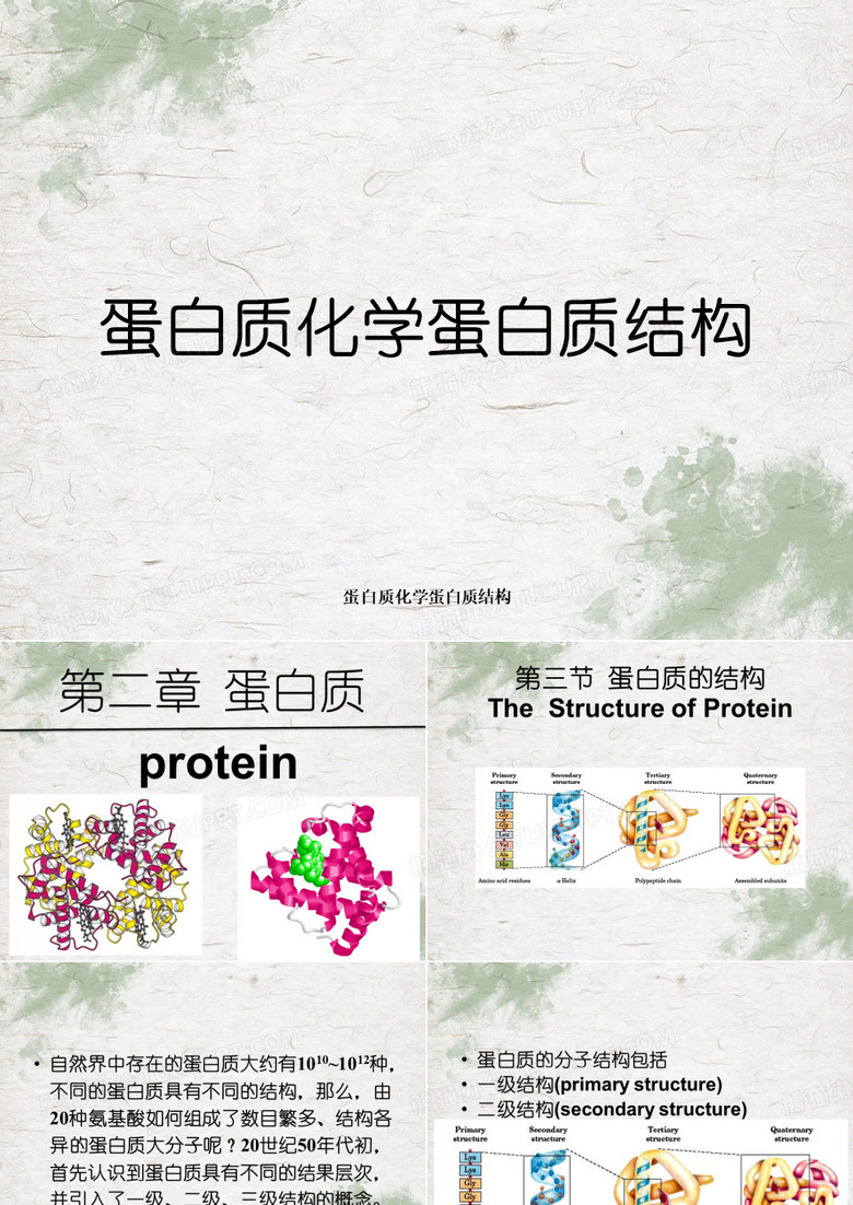 蛋白质化学蛋白质结构