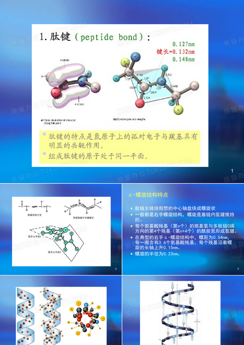蛋白质的结构图