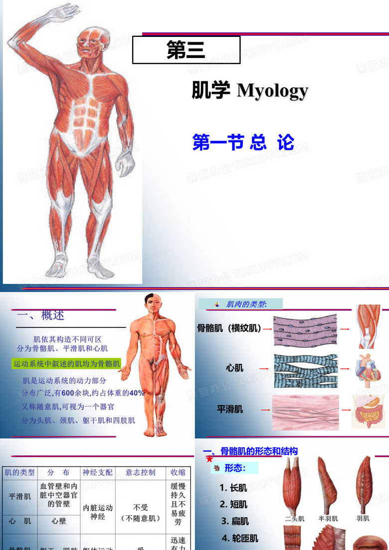 肌肉