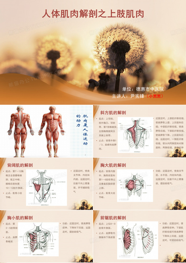 人体肌肉解剖之上肢肌肉