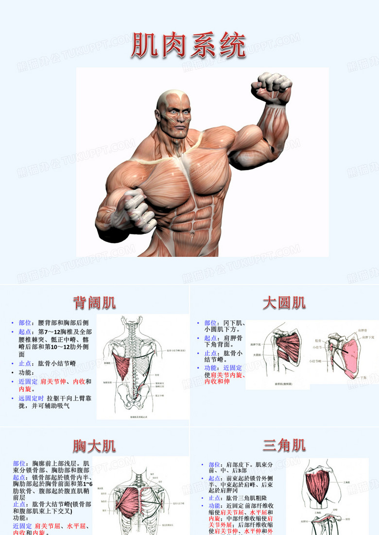 肌肉系统