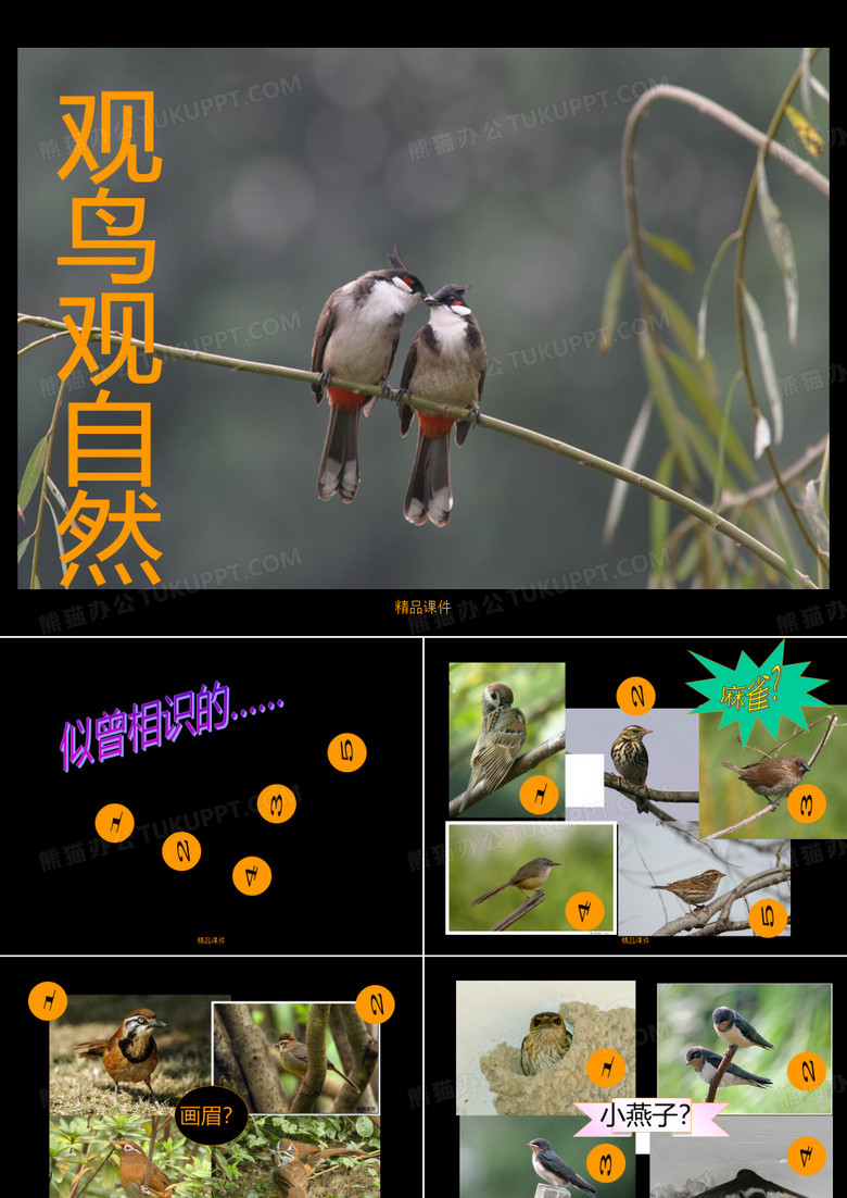 常见鸟类识别_超准确__爱鸟必备