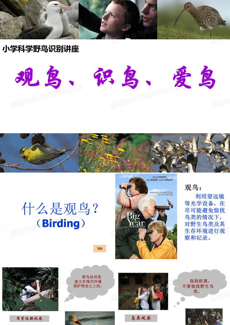 观鸟、识鸟、爱鸟 野鸟识别基础知识 ppt课件