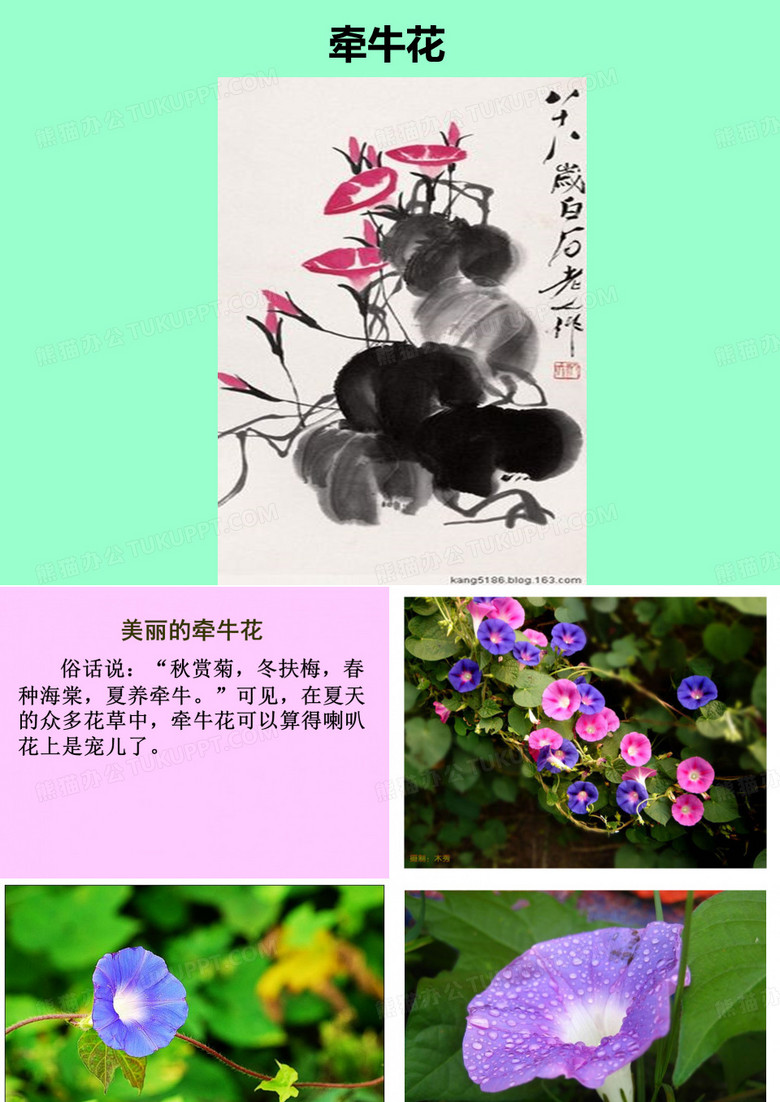 牵牛花