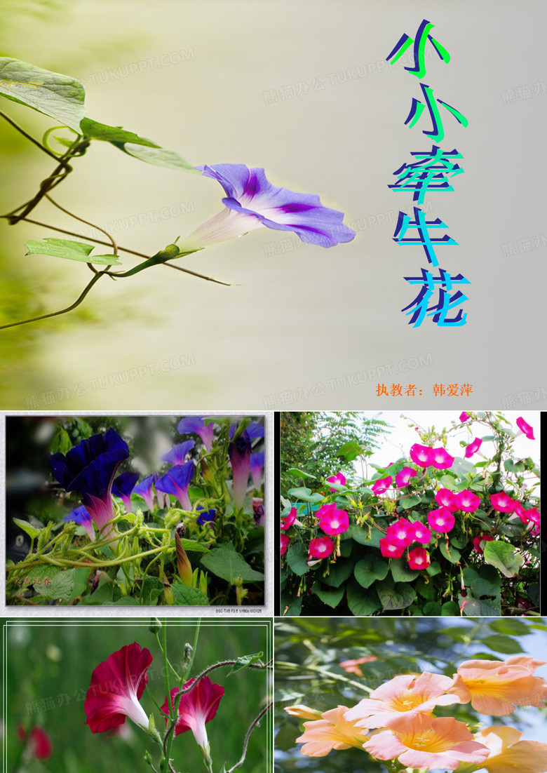 小小牵牛花