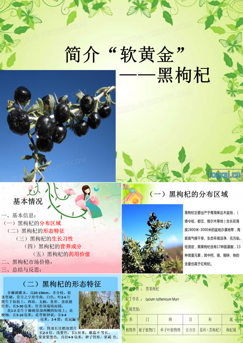 黑枸杞