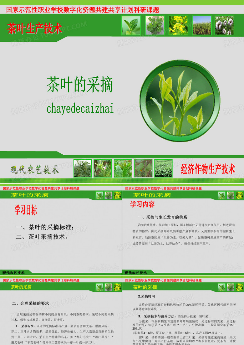 茶叶的采摘标准二
