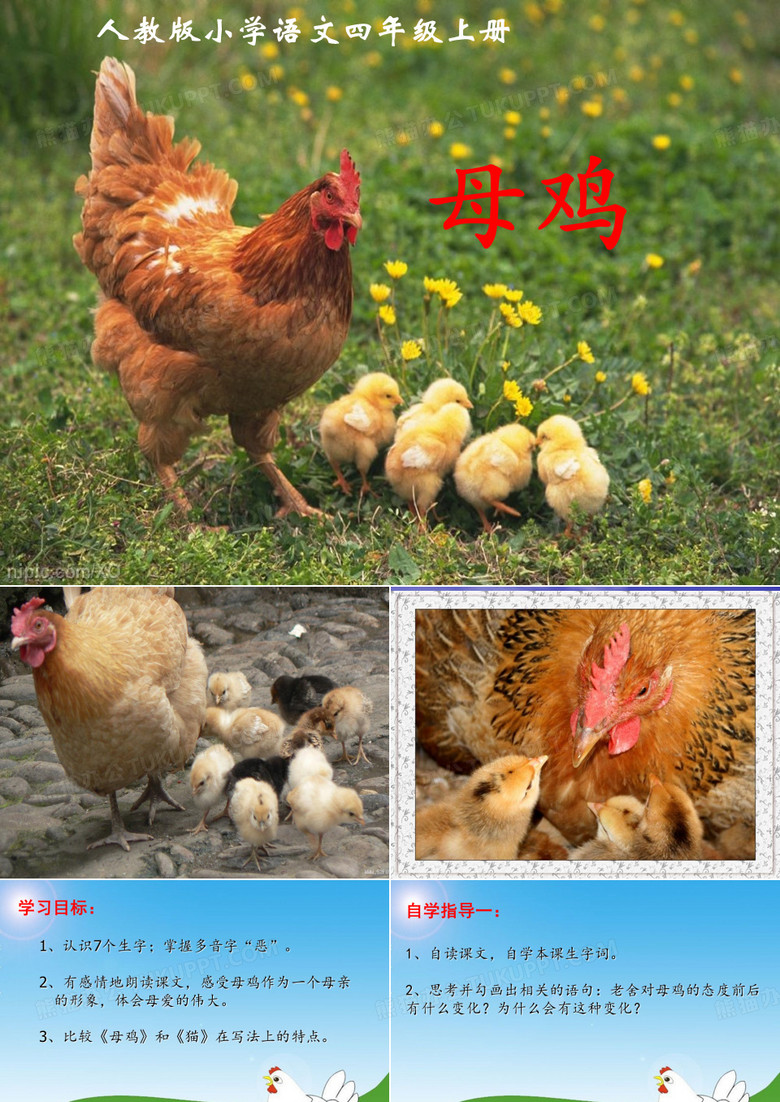 老舍《母鸡》