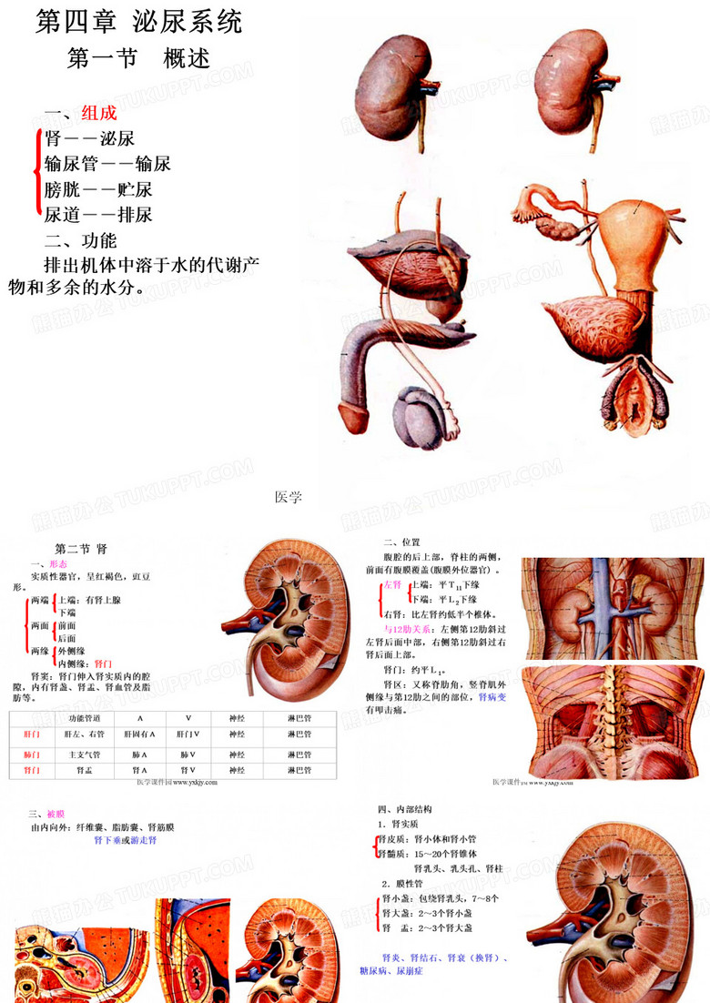 泌尿系统