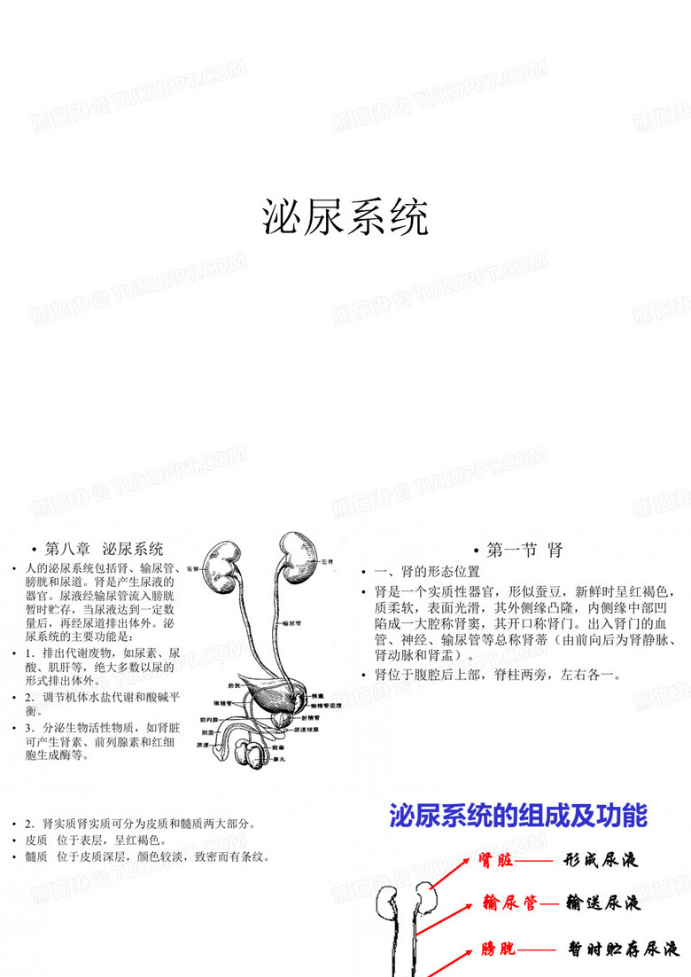 泌尿系统