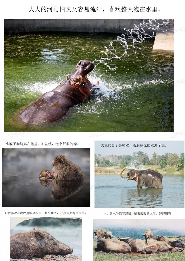 动物洗澡