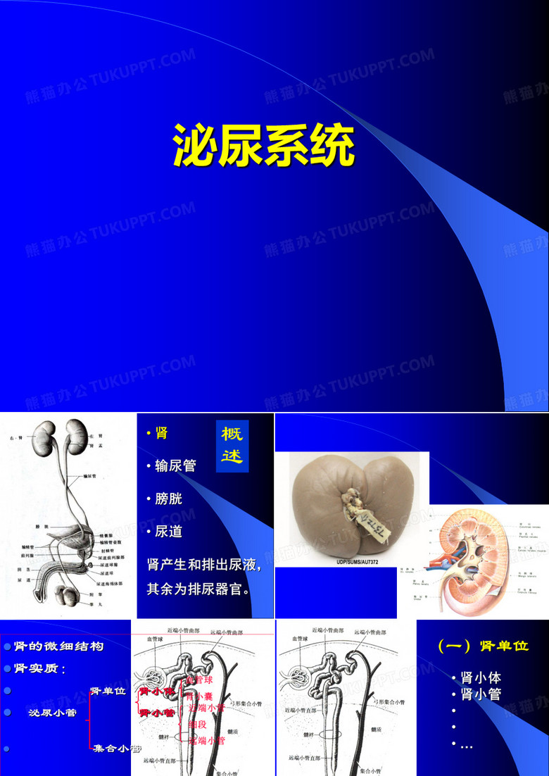 泌尿系统