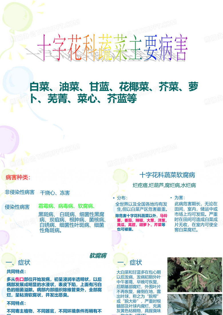 字花科蔬菜主要病害