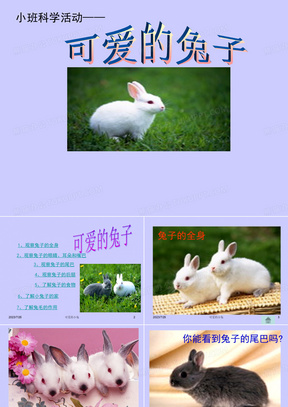 可爱的兔子 (2)