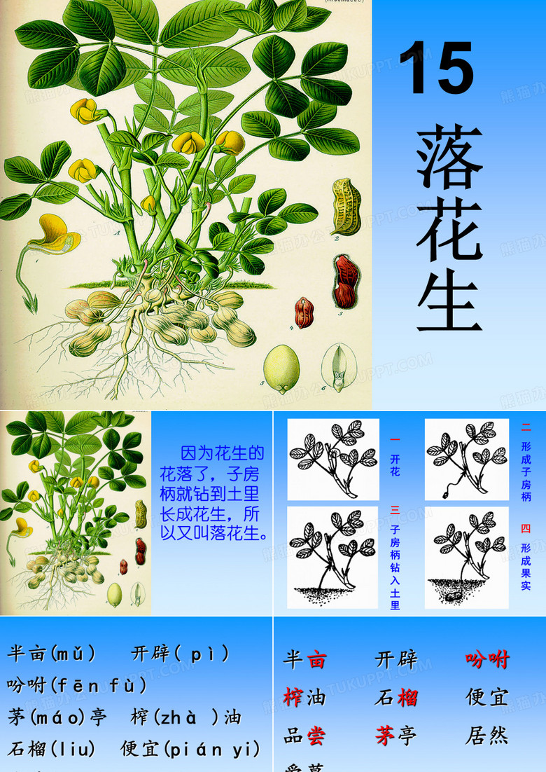 落花生