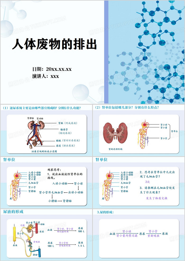 蓝色简约泌尿系统PPT模板