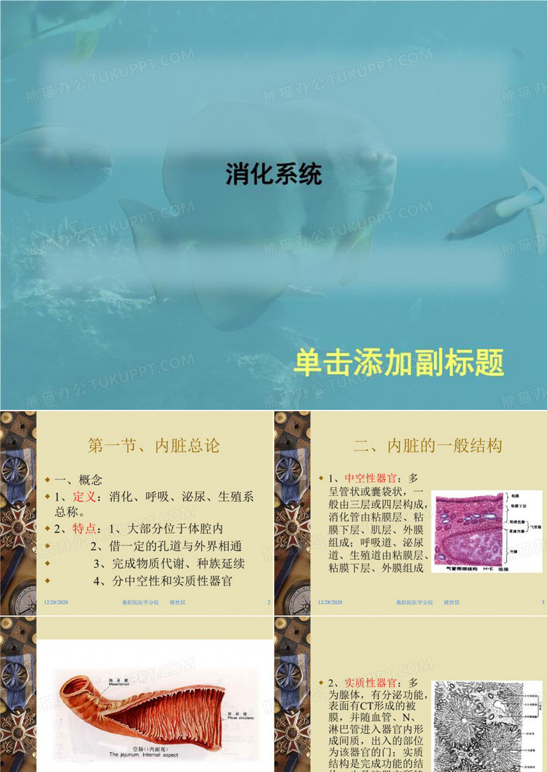 消化系统 