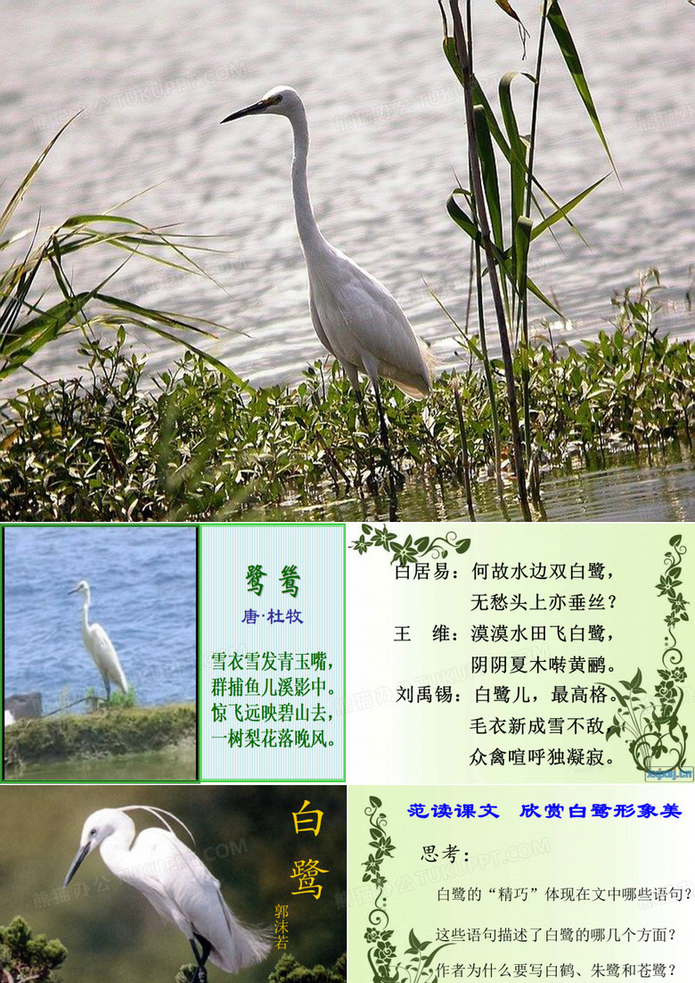 《白鹭》课件