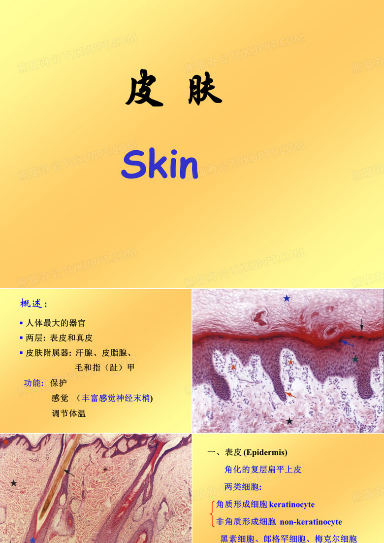 人体最大的器官.