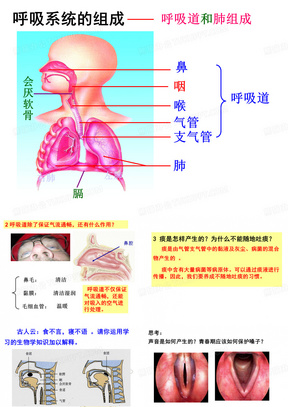 人教版七年级下册第三章第二节发生在肺内的气体交换(共54张PPT)