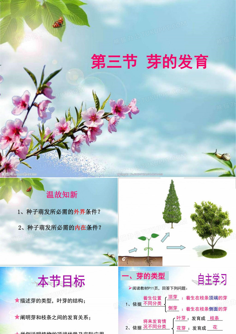 《芽的发育》
