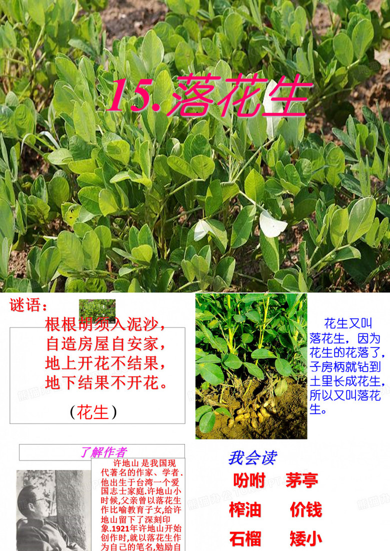 花生又叫落花生