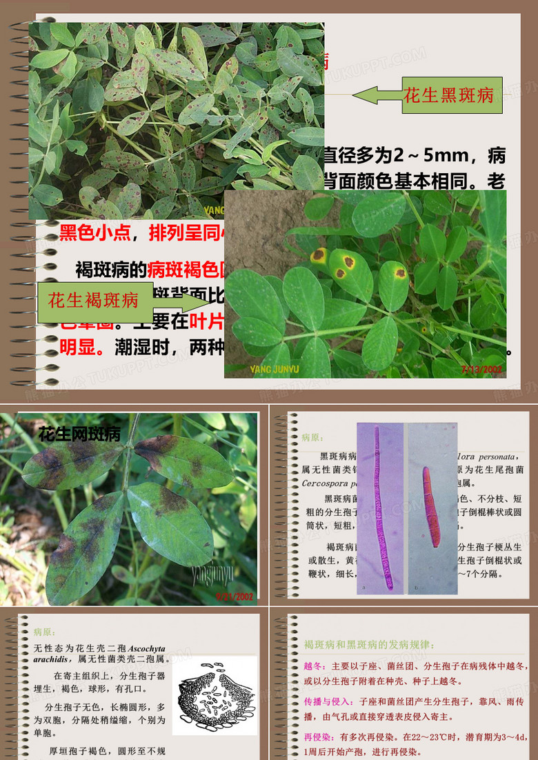 花生叶斑病