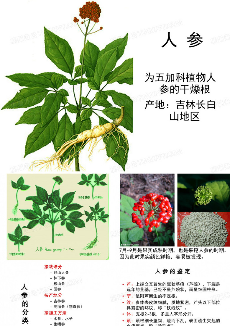 人参