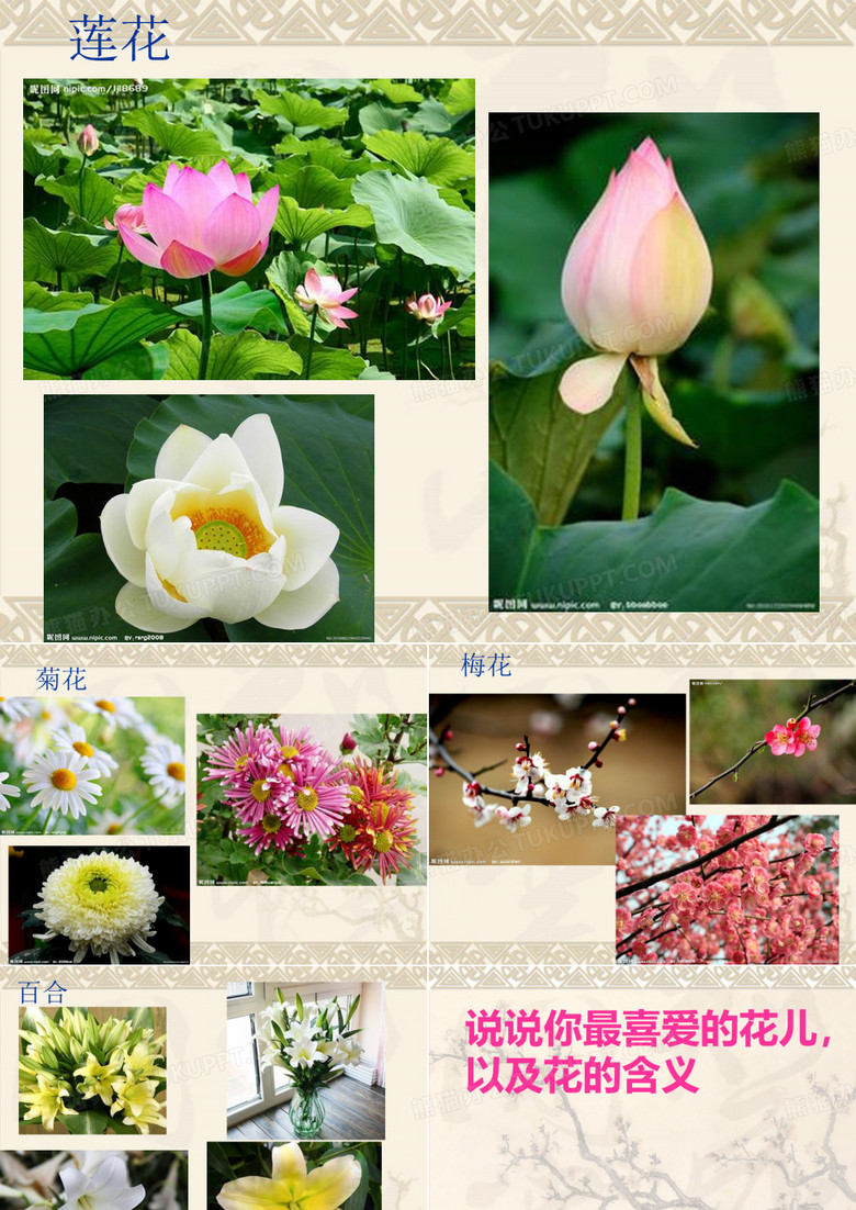 红杜鹃
