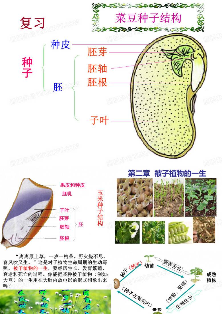 第一节 种子的萌发