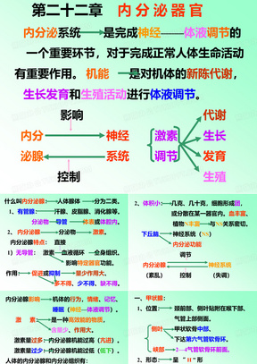 解剖学 内分泌