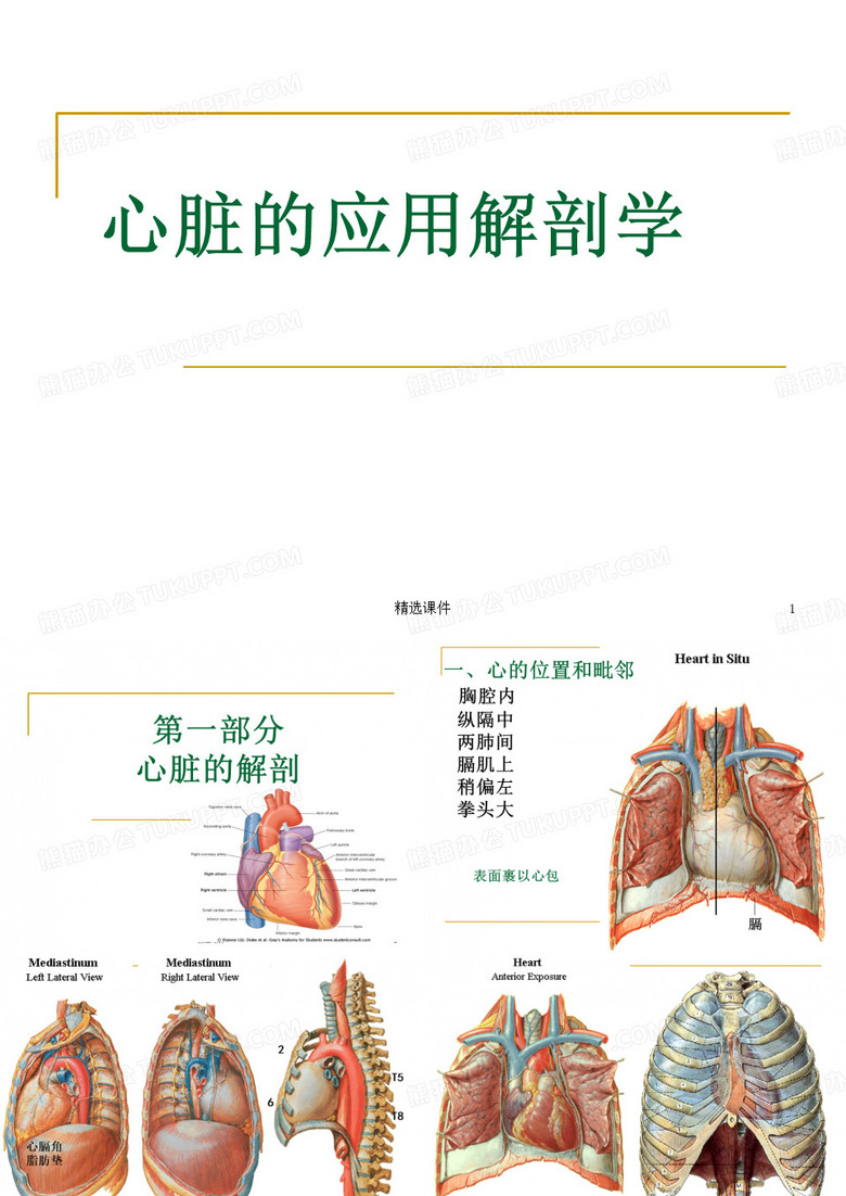 心脏解剖学