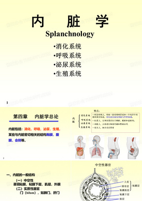 解剖学 消化系统