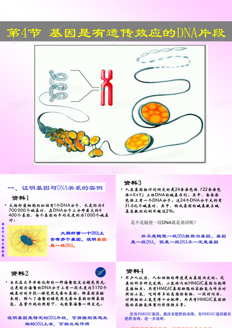 基因是DNA的片段